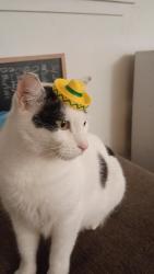 Reunited Male Cat last seen dunlavy and w main st, Houston, TX 77006