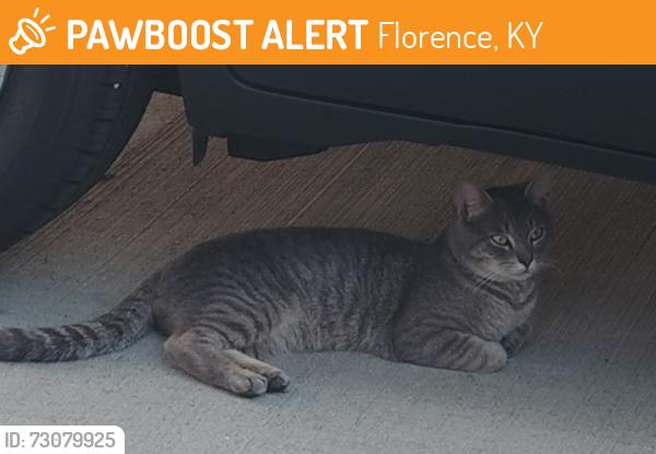 Found/Stray Male Cat last seen Manderlay merravay covered bridge, Florence, KY 41042