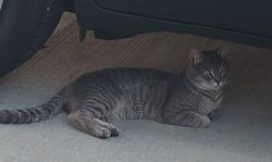Found/Stray Male Cat last seen Manderlay merravay covered bridge, Florence, KY 41042