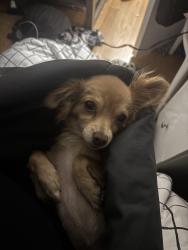 Lost Female Dog last seen 108th & Wilmington, Los Angeles, CA 90059