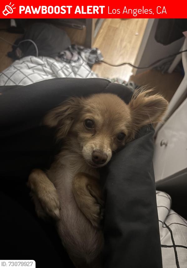 Lost Female Dog last seen 108th & Wilmington, Los Angeles, CA 90059