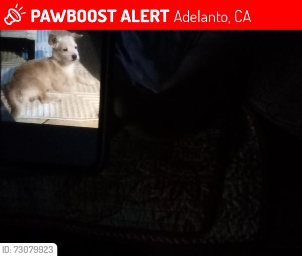 Lost Male Dog last seen Sunflower crt, Adelanto, CA 92301