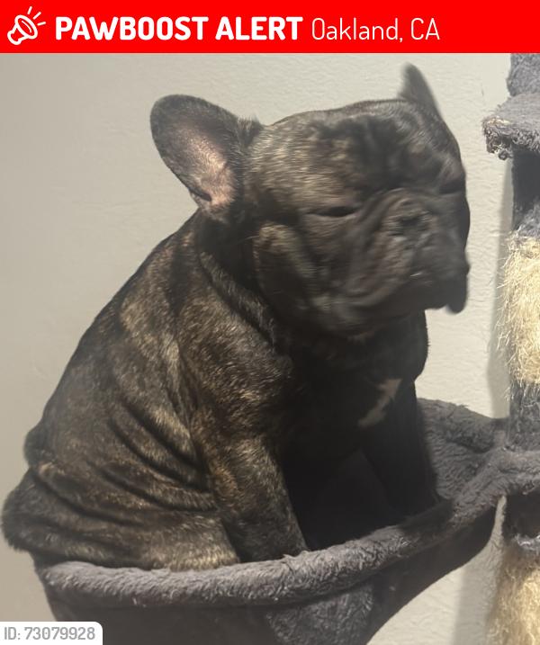 Lost Male Dog last seen Center st and 14th st, Oakland, CA 94607