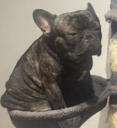 Lost Male Dog last seen Center st and 14th st, Oakland, CA 94607