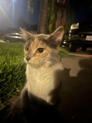 Found/Stray Female Cat last seen Lonetree Channel, Sanger, CA 93657