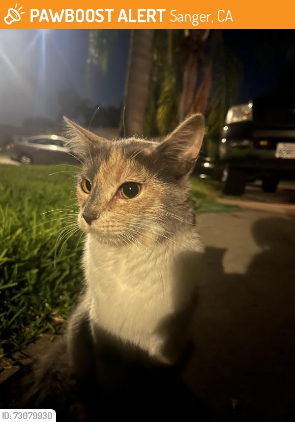 Found/Stray Female Cat last seen Lonetree Channel, Sanger, CA 93657