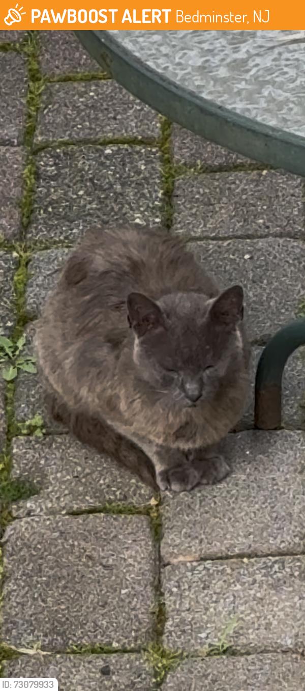 Found/Stray Unknown Cat last seen Bedminster school, Bedminster, NJ 07921