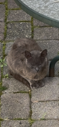 Found/Stray Unknown Cat last seen Bedminster school, Bedminster, NJ 07921
