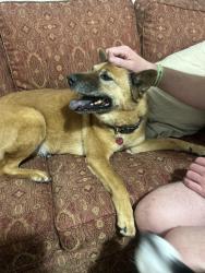 Reunited Female Dog last seen Penelope Street and Southern Ave, Mt Washington, Pittsburgh, PA 15211