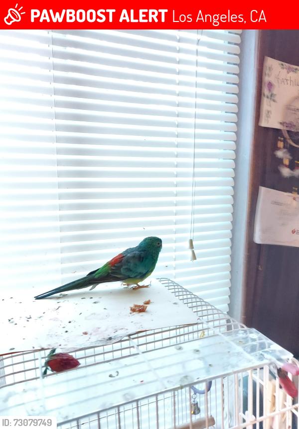 Lost Male Bird last seen Roscoe & Shoup, Los Angeles, CA 91304