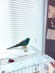 Lost Male Bird last seen Roscoe & Shoup, Los Angeles, CA 91304