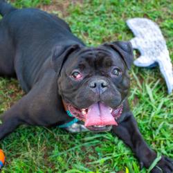 Shelter Stray Female Dog last seen , , GA, 3280 Chamblee Dunwoody Rd, Chamblee, GA 30341, USA