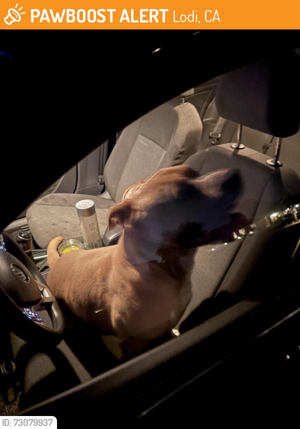 Found/Stray Male Dog last seen N lower Sacramento road, Lodi, CA 95258