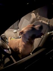 Found/Stray Male Dog last seen N lower Sacramento road, Lodi, CA 95258