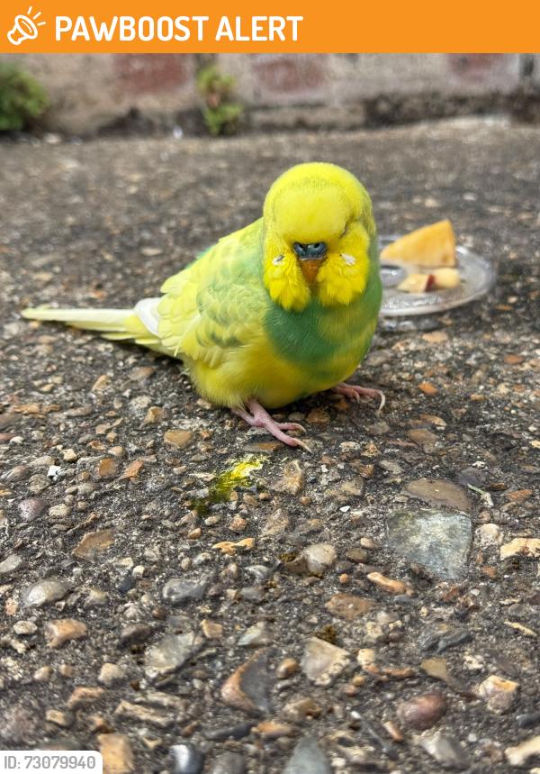 Found/Stray Unknown Bird last seen South Hampstead overground station, Greater London, England NW6 4EE