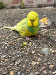 Found/Stray Unknown Bird last seen South Hampstead overground station, Greater London, England NW6 4EE