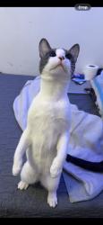 Lost Male Cat last seen ran out my front door near this location, Los Angeles, CA 90018