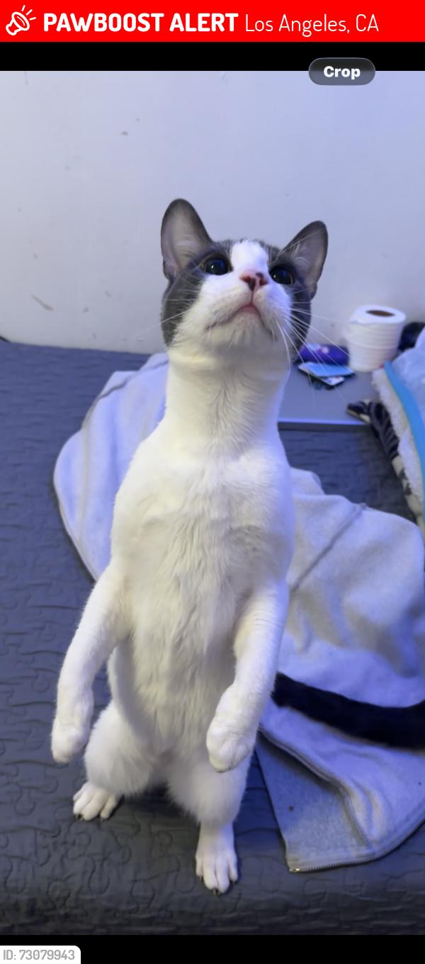 Lost Male Cat last seen ran out my front door near this location, Los Angeles, CA 90018