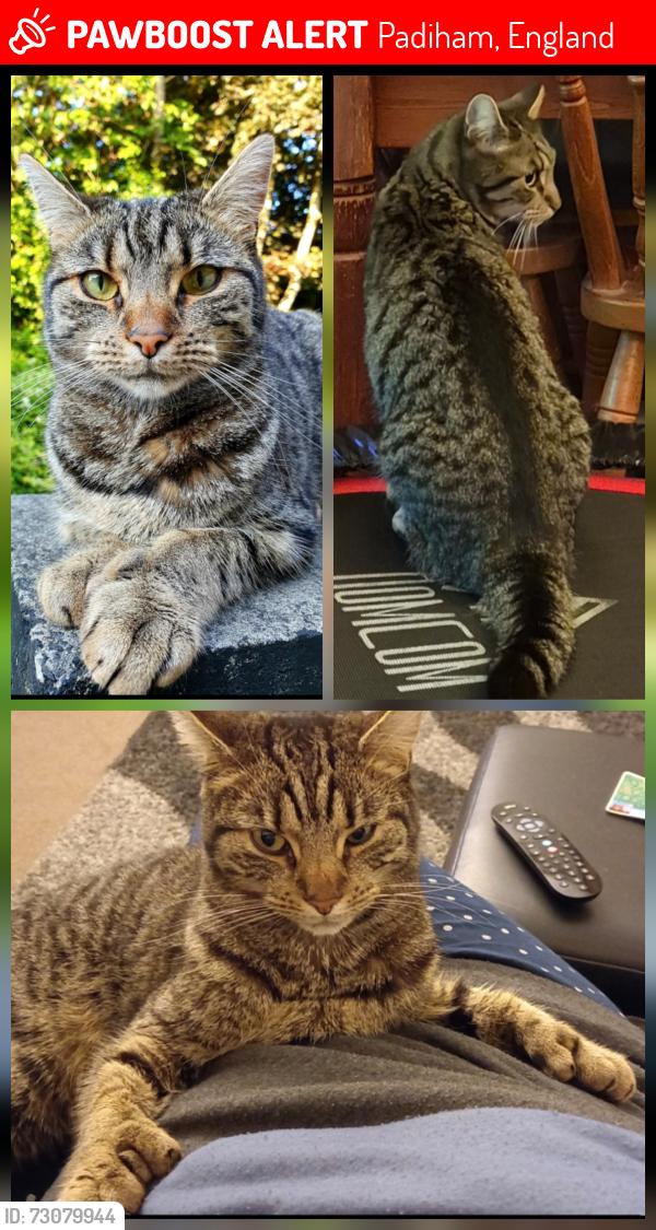 Lost Female Cat last seen Burns street Padiham, Padiham, England 