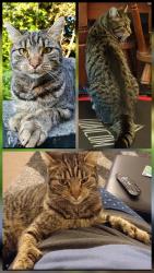 Lost Female Cat last seen Burns street Padiham, Padiham, England 
