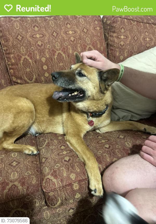 Reunited Female Dog last seen Penelope Street and Southern Ave, Mt Washington, Pittsburgh, PA 15211