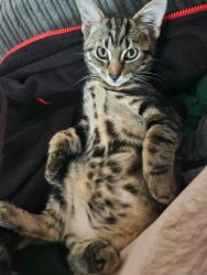 Lost Male Cat last seen Frances road Birmingham, West Midlands, England B30 3DX
