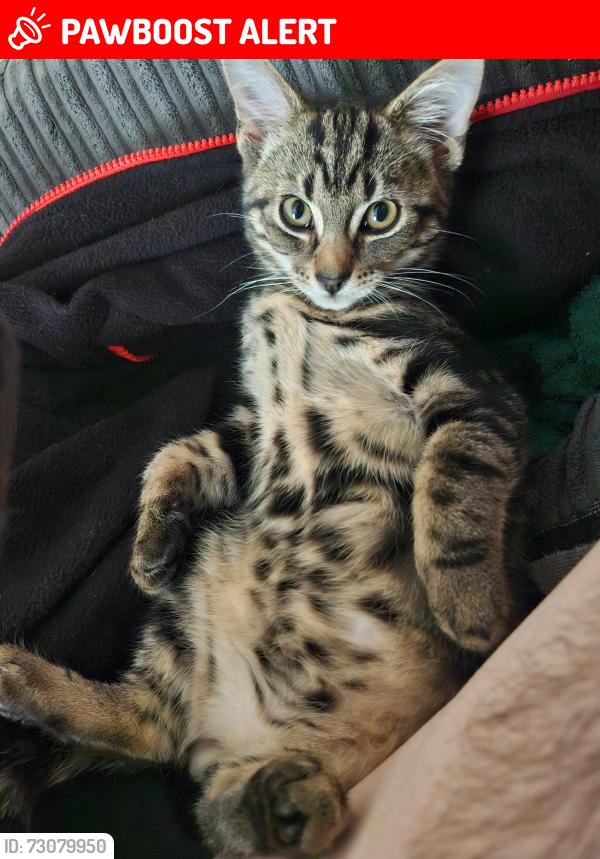 Lost Male Cat last seen Frances road Birmingham, West Midlands, England B30 3DX