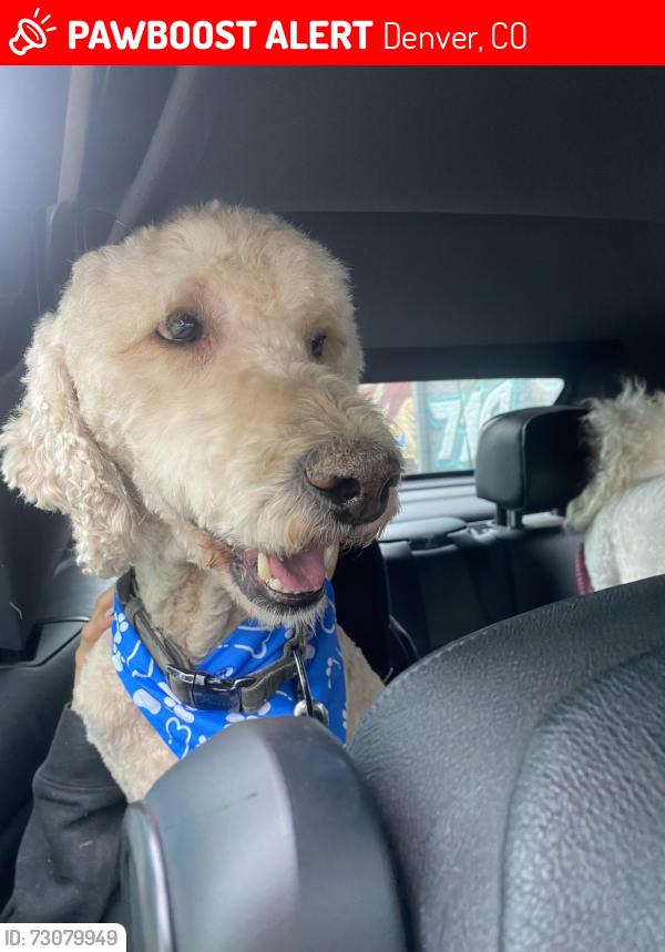 Lost Male Dog last seen Gutierrez, Denver, CO 80219
