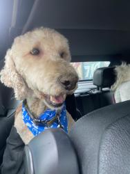 Lost Male Dog last seen Gutierrez, Denver, CO 80219