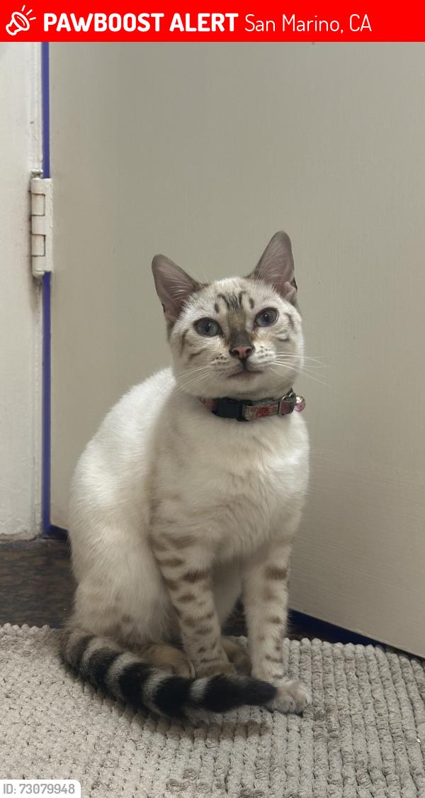 Lost Female Cat last seen Orlando road, San Marino, CA 91108