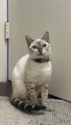 Lost Female Cat last seen Orlando road, San Marino, CA 91108