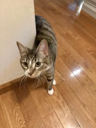 Lost Female Cat last seen McIlhaney rd, Monroe County, PA 18322