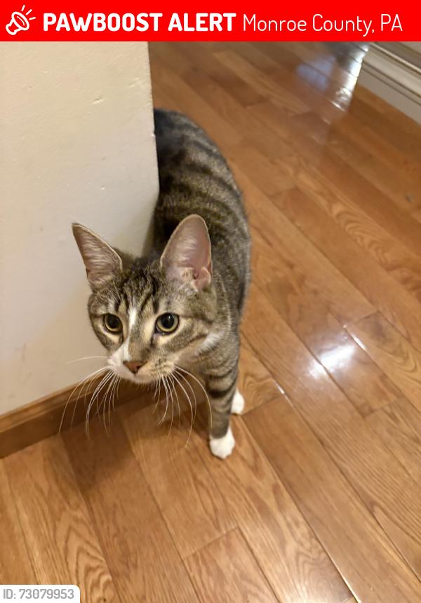 Lost Female Cat last seen McIlhaney rd, Monroe County, PA 18322
