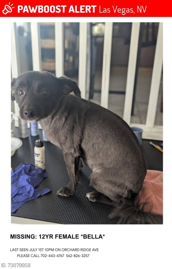 Lost Female Dog last seen Near orchard ridge Ave, Las Vegas, NV 89129