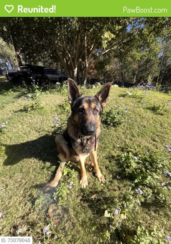 Reunited Male Dog last seen Kloske Rd, Ford Rd, Alperton Rd, Leacroft Rd, Priestdale Rd, Burbank, QLD 4156