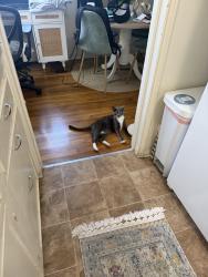 Lost Female Cat last seen Mission blvd, San Diego, CA 92109