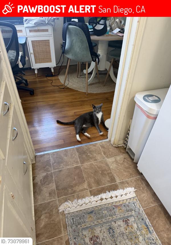 Lost Female Cat last seen Mission blvd, San Diego, CA 92109