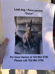 Lost Male Dog last seen School, Compton, CA 90222