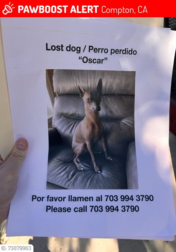 Lost Male Dog last seen School, Compton, CA 90222