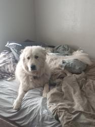 Lost Male Dog last seen 34th and University Ave of Lubbock TX, Lubbock, TX 79410