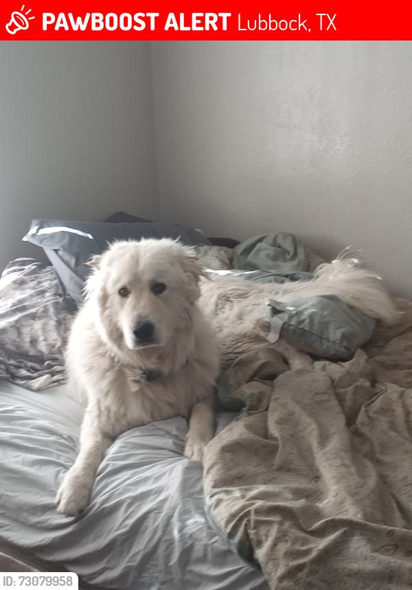 Lost Male Dog last seen 34th and University Ave of Lubbock TX, Lubbock, TX 79410