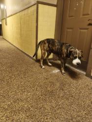 Found/Stray Male Dog last seen In Savannah landing in hall 1025, Tulsa, OK 74105