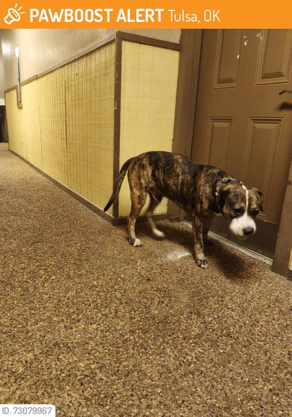 Found/Stray Male Dog last seen In Savannah landing in hall 1025, Tulsa, OK 74105