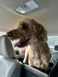Found/Stray Male Dog last seen 10th St and Scatterfield, Anderson, IN 46017