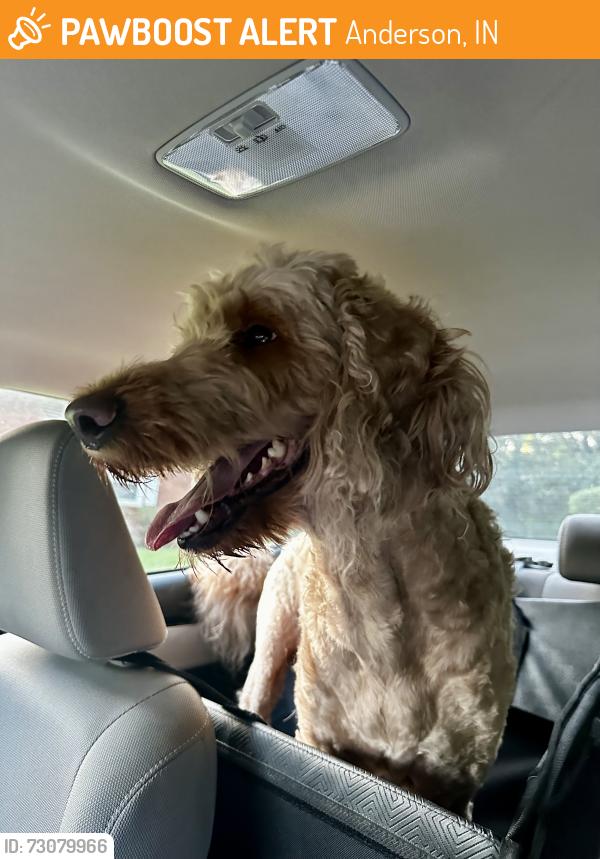 Found/Stray Male Dog last seen 10th St and Scatterfield, Anderson, IN 46017