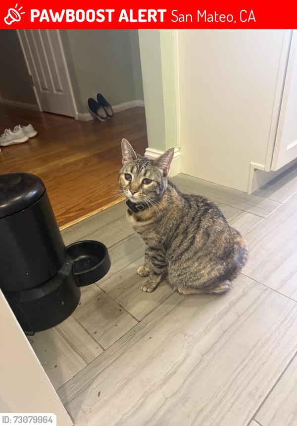 Lost Female Cat last seen Fernwood St and Alameda de las Pulgas, San Mateo, CA 94403
