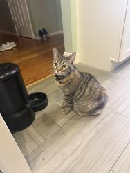 Lost Female Cat last seen Fernwood St and Alameda de las Pulgas, San Mateo, CA 94403