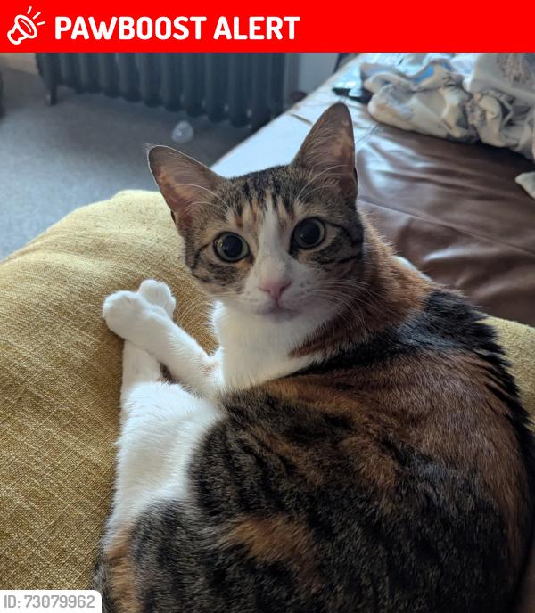 Lost Female Cat last seen Beaumont Drive, Tyne and Wear, England NE38 7RA