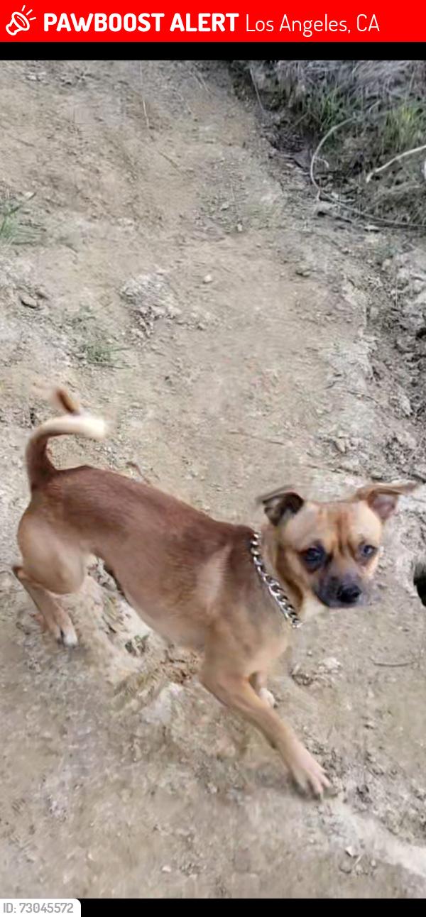 Lost Male Dog last seen Echo Park Lake area, Los Angeles, CA 90026