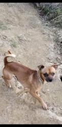 Lost Male Dog last seen Echo Park Lake area, Los Angeles, CA 90026
